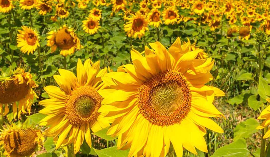 Zonnebloemen maken de zomer